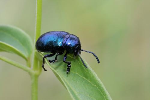 Réf. 206 969 : Chrysochus asclepiadeus